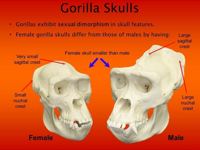 Gorilla Skulls * Gorillas exhibit sexual dimorphism in skull features ...