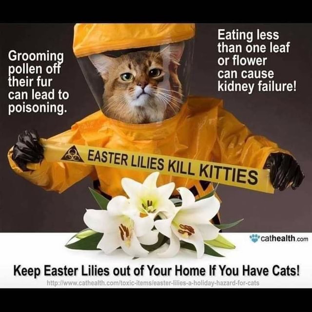 Eating less than one leaf or flower can cause heir fur can lead to