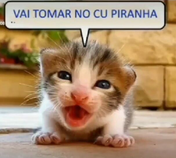 VAI TOMAR NO CU PIRANHA iFunny Brazil