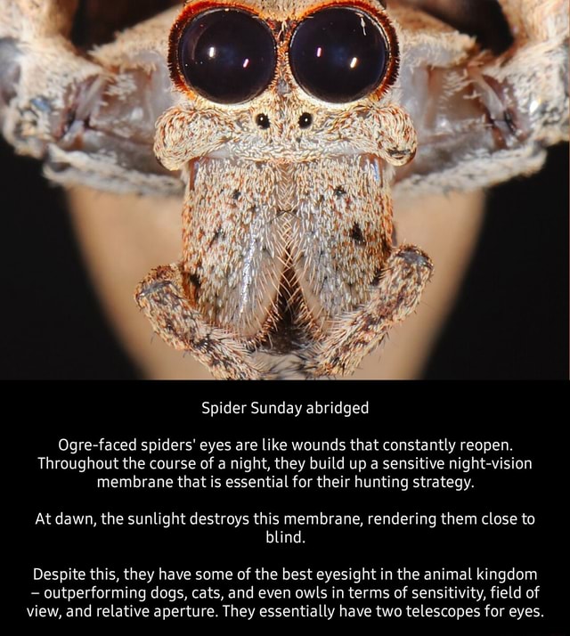 Ogre-faced spiders, even without ears, 'hear' their prey, study finds