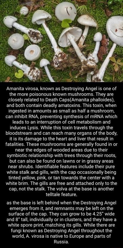 Amanita virosa, known as Destroying Angel is one of the more 