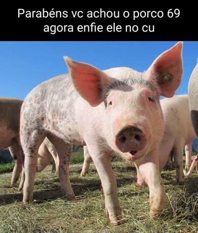 Parabéns Você encontrou 0 John Pork porco número 69 - iFunny Brazil