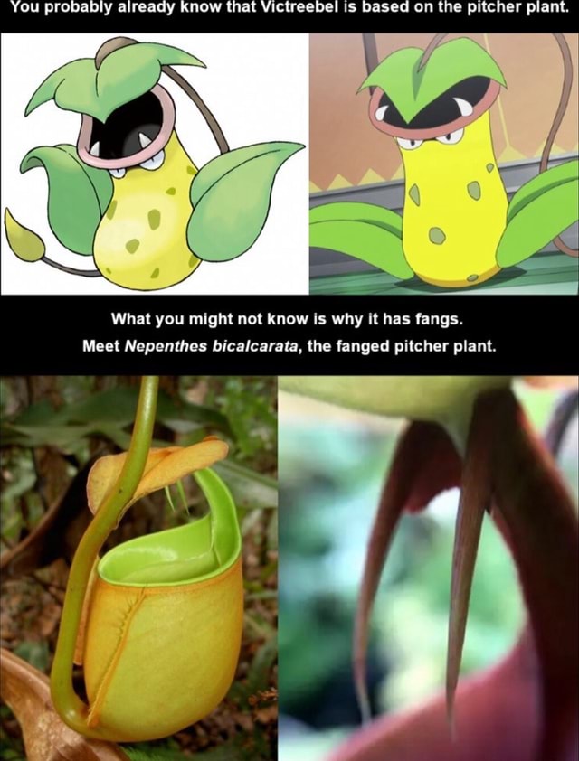 Tunas y Algo Mas - Sabias que el Pokemon Victreebel, está inspirada en la Planta  Carnivora Nephentes? El Pokemon se puede comer a sus oponentes. 🌿🍃En la  vida real esta planta puede