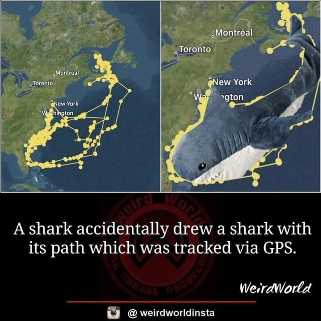 York Montreal shark accidentally drew a shark with its path which was ...