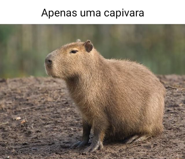 Uma capivara dormido - iFunny Brazil