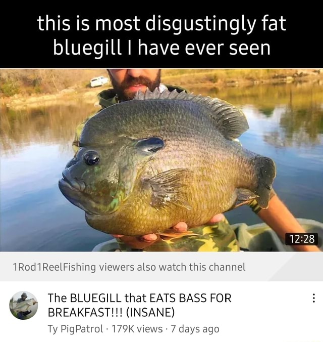 This is most disgustingly fat bluegill I have ever seen da 1Rod1ReelFishing  viewers also watch this channel BREAKFAST!!! (INSANE) Ty PigPatrol 179K  views 7 days ago The BLUEGILL that EATS BASS FOR 