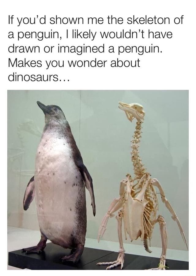 If you'd shown me the skeleton of a penguin, I likely wouldn't have ...