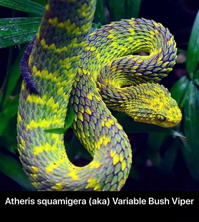 Atheris squamigera - Variable Bush Viper by VivicaRoadkill on DeviantArt