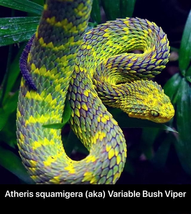 Bush viper / Atheris squamigera, The Bush Viper / Atheris s…