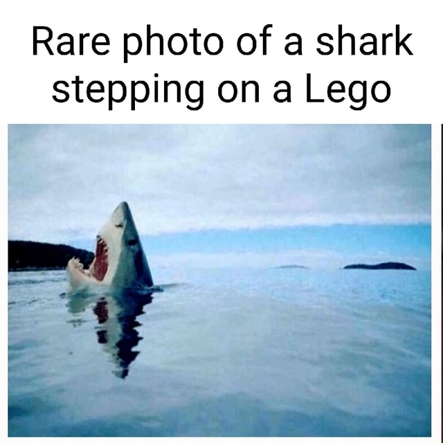 Rare photo of a shark stepping on a Lego iFunny Brazil
