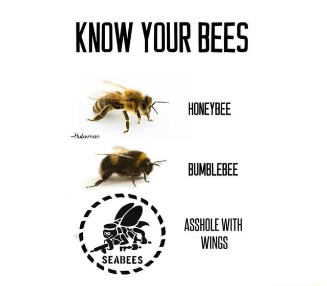 KNOW YOUR BEES ~Hubeman HONEYBEE BUMBLEREE ASSHOLE WITH ' ye -WINGS ...