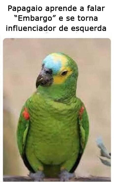 Papagaio aprende a falar 