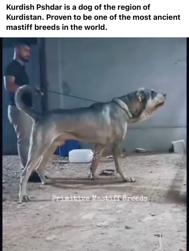 Kurdish mastiff sales