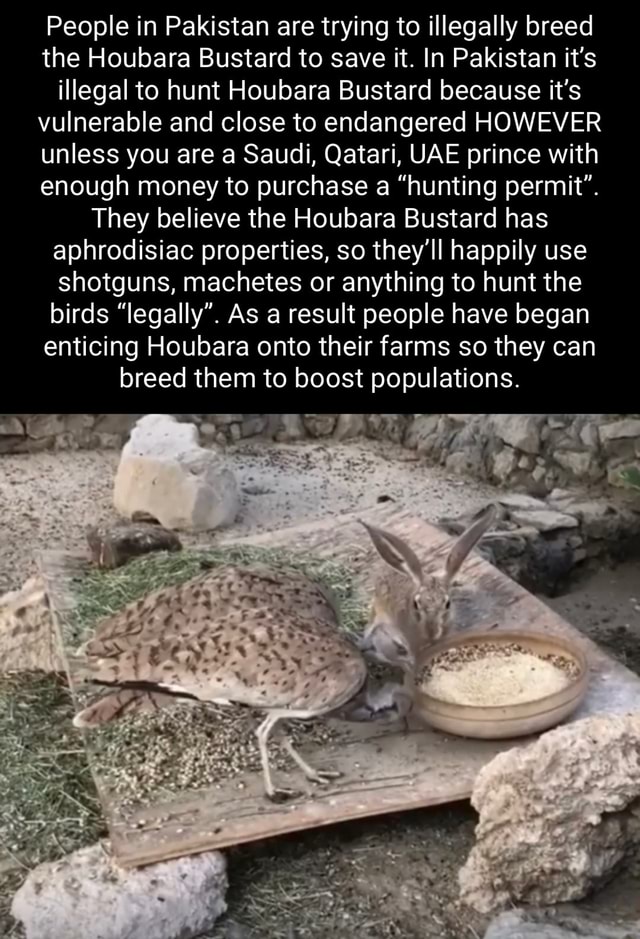 People in Pakistan are trying to illegally breed the Houbara