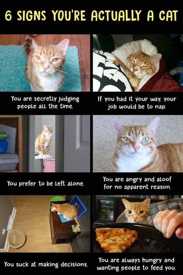 6 Signs Your Cat Is Angry