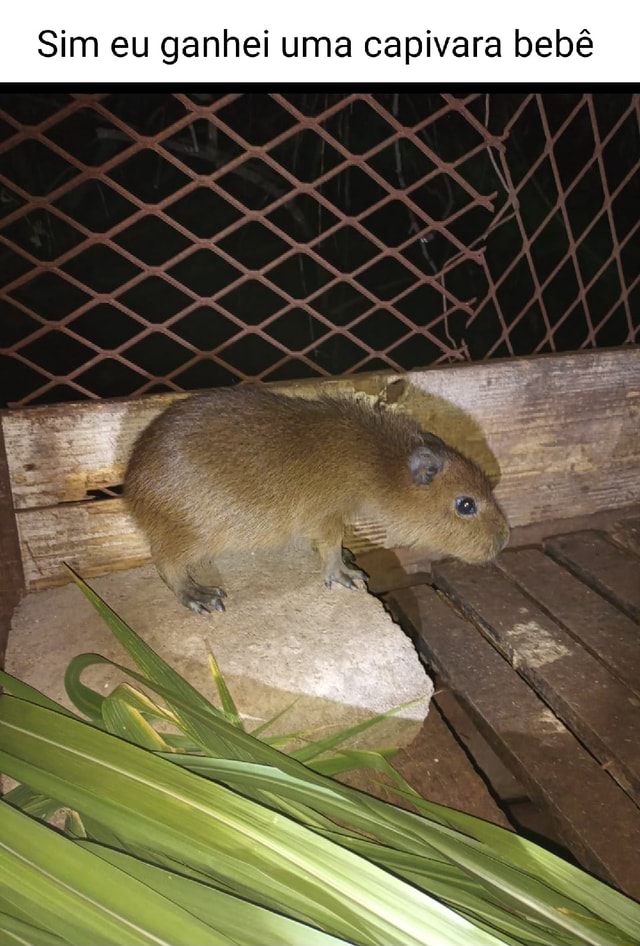 Bebê / Capivara