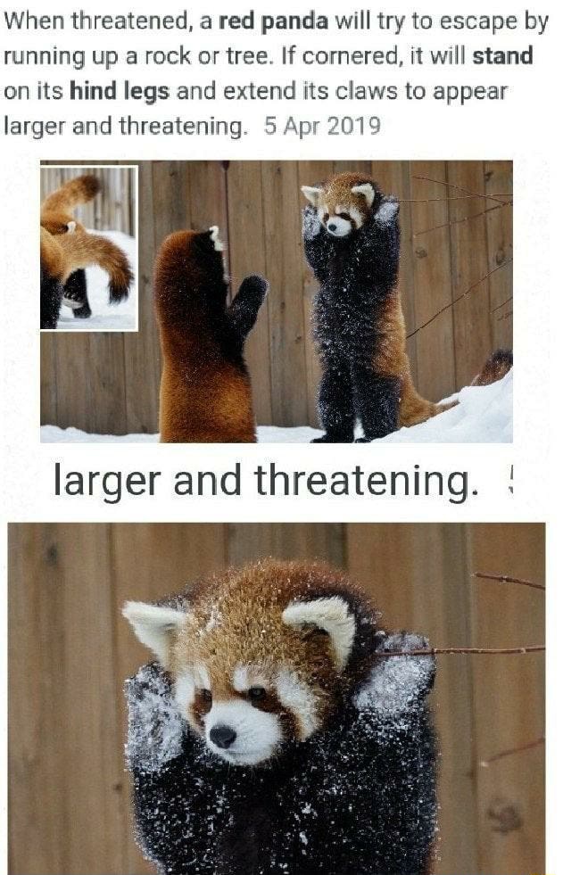 When threatened, a red panda will try to escape by running up a rock or