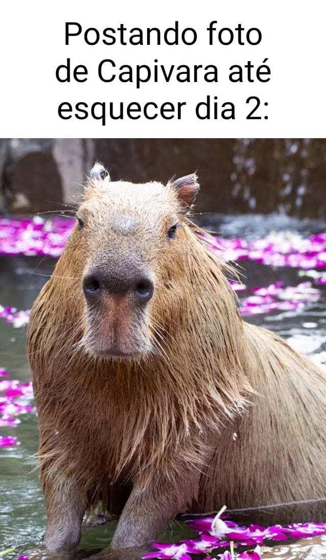 Capivara gamer - iFunny Brazil