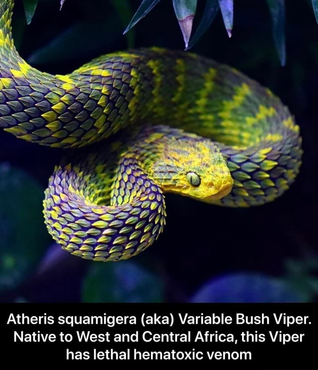 Atheris Squamigera Venom