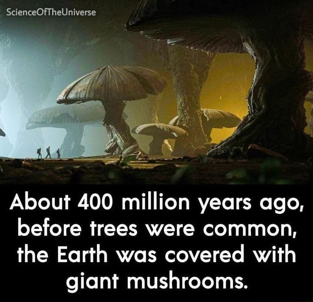 ScienceOfTheUniverse About 400 million years ago, before trees were ...