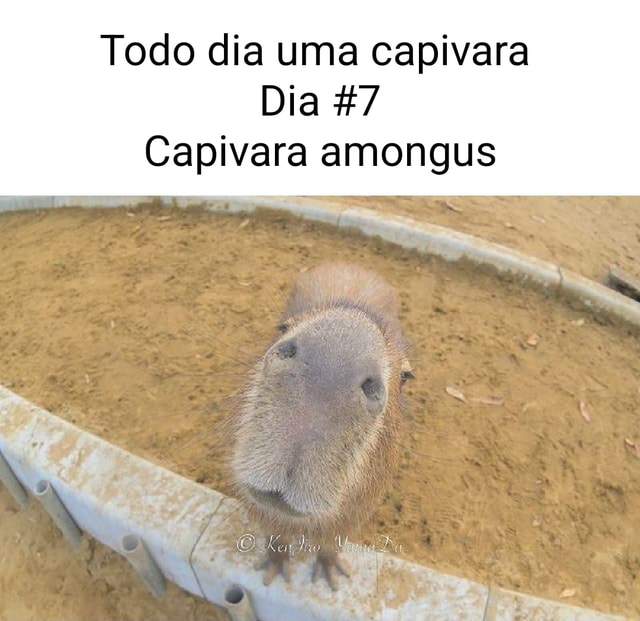 Capivara Agiota Hoje Se pessoal do ifunny é triste se a gente criar o ibad  os usuarios ficam felizes? O cara depois de pensar nisso: - iFunny Brazil