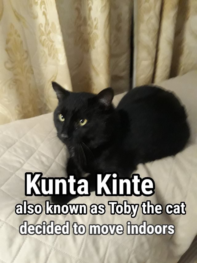 Kunta Kinte also known as Toby the cat decided to move indoors - iFunny ...