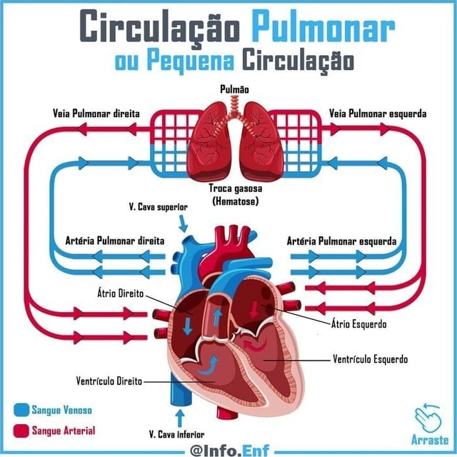 Circulação Pulmonar Ou Pequena Circulação Pulmão Vaia Pulmanar Direita