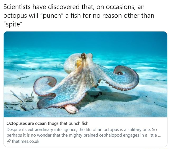( - Scientists have discovered that, on occasions, an octopus will punch  a fish for no reason other than spite Octopuses are ocean thugs that  punch fish Despite its extraordinary intelligence, the life of an octopus  is a solitary one. So perhaps it is no wonder