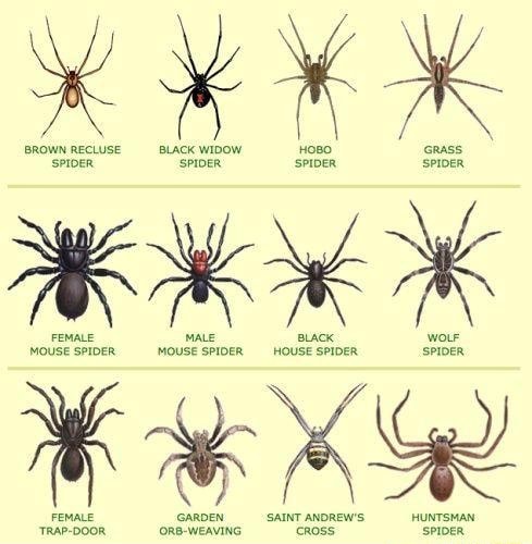 BROWN RECLUSE BLACK WIDOW HoBO Grass SPIDER SPOER 'SPIDER SPIDER SPIDER ...