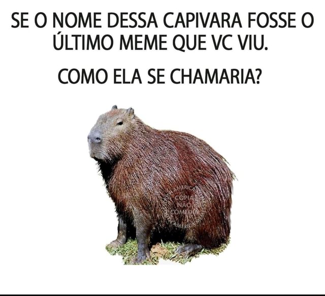 Oi meu nome é Clara, a capivara ♥️ ~Ray