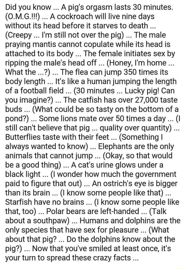 Did you know A pig s orgasm lasts 30 minutes. O.M.G. A