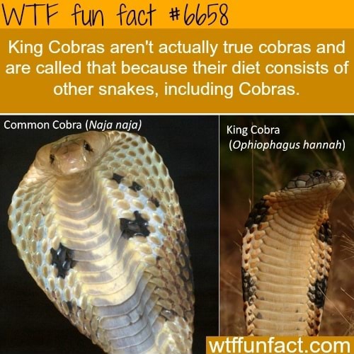 Fun fact Common Cobra (Naja naja) King Cobras aren't actually true cobras  and are called that because their diet consists of other snakes, including  Cobras. King Cobra (Ophiophagus hannah) - iFunny Brazil