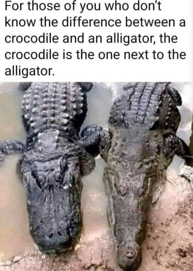 Is there a difference in quality between crocodile and alligator