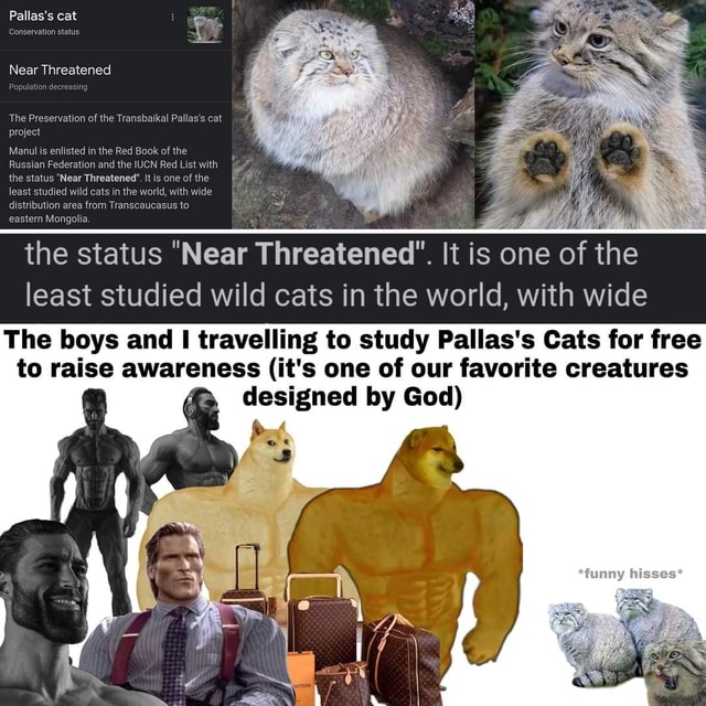 Why a Near-Threatened Status has the Pallas's Cat Royally Grumpy