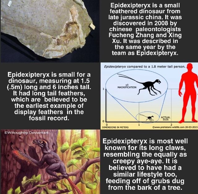 Epidexipteryx is a small feathered dinosaur from late jurassic china ...