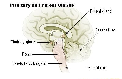 'ary and Pineal Glands Pineal gland Cerebellum Pituitary gland Pons ...