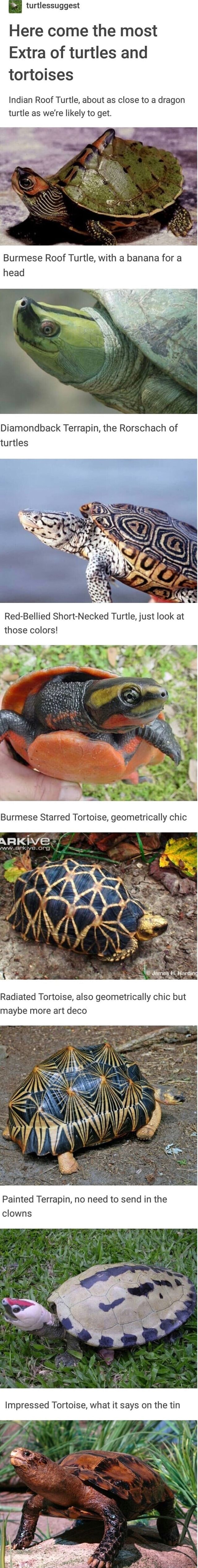 Turtlessuggest I Here come the most Extra of turtles and tortoises ...