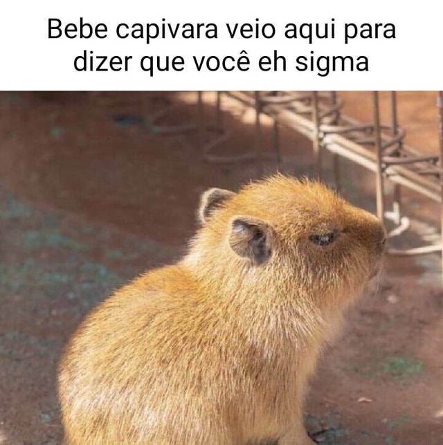 foto da capivara sigma