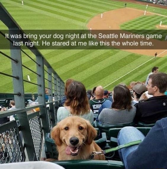 It was Bring Your Dog Night at the Seattle Mariners game last night. He  stared at me the whole time like this. : r/aww