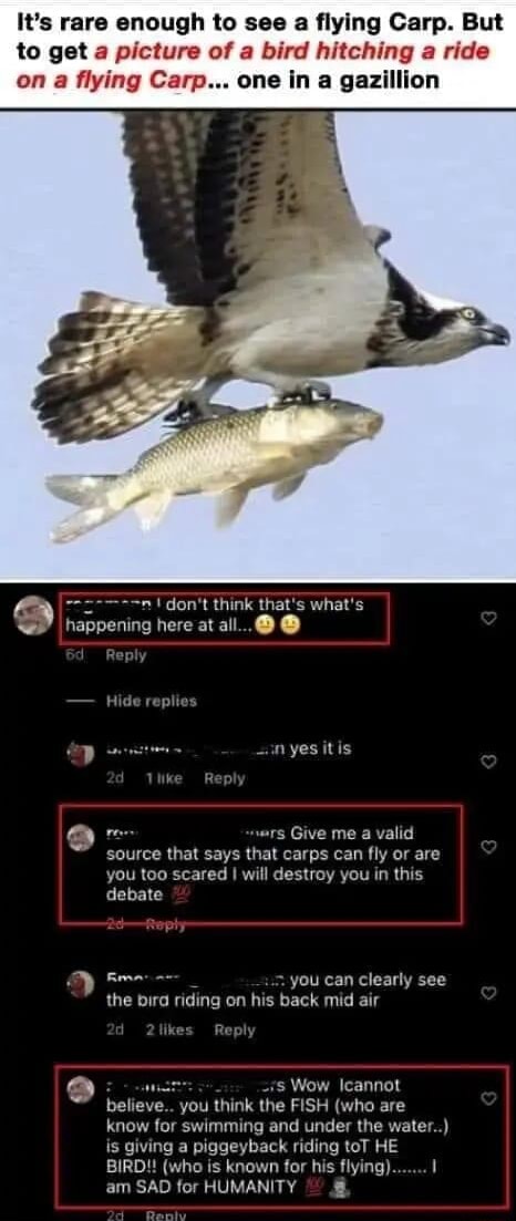 It's rare enough to see a flying Carp. But to get a picture of a bird