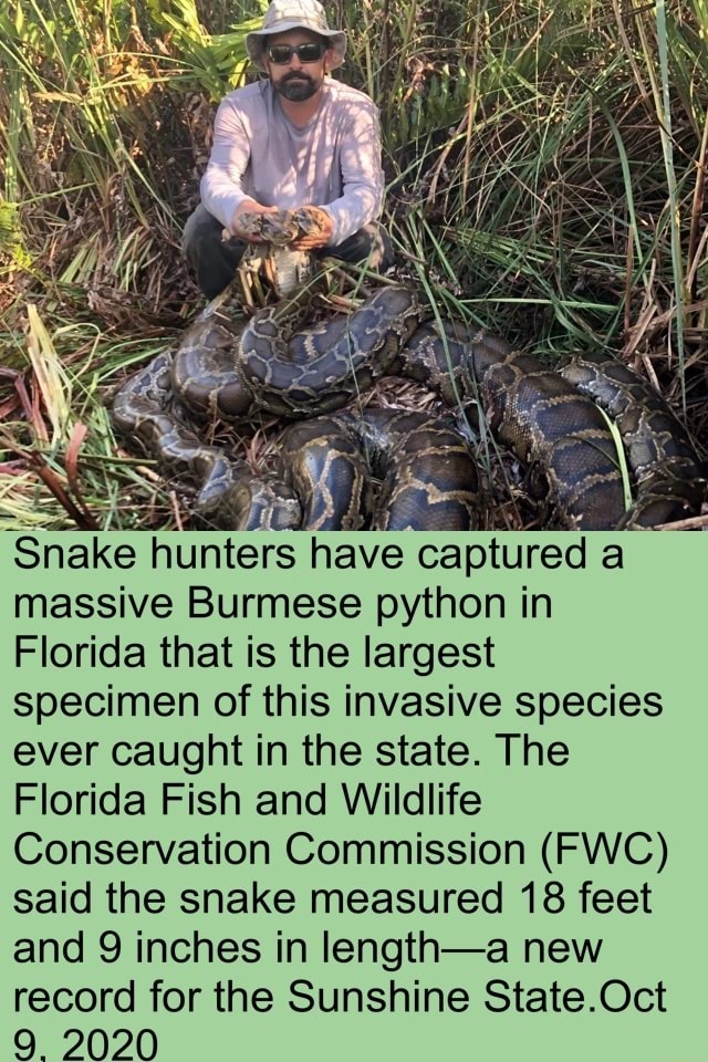 Pe Snake hunters have captured a massive Burmese python in Florida that ...