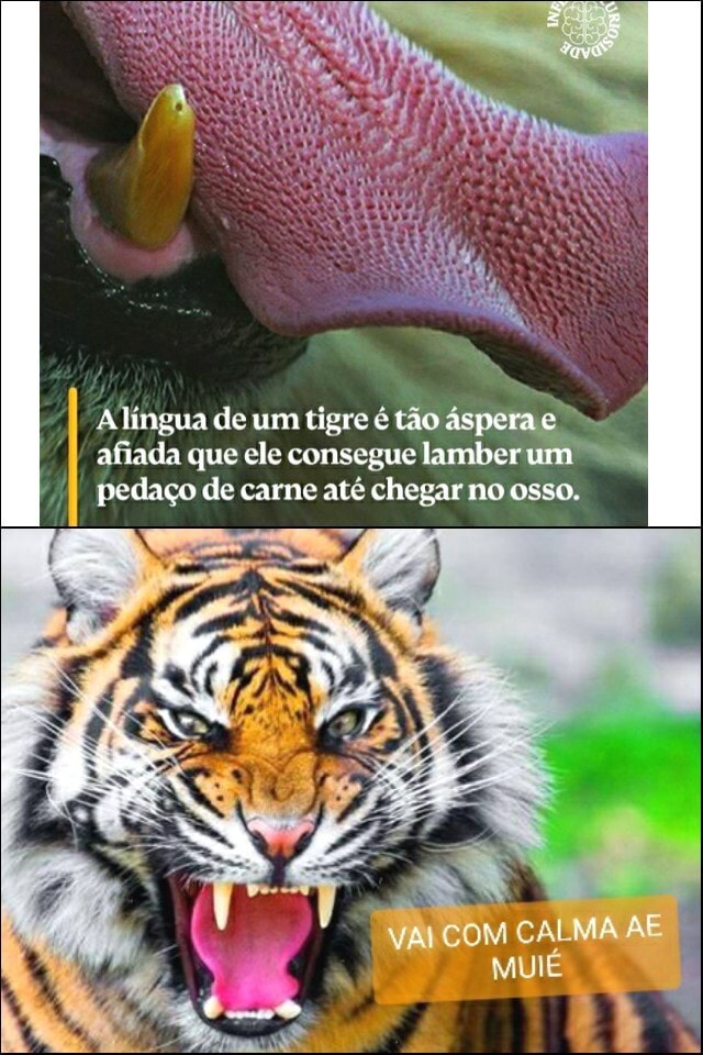 A Língua Em Pedaços