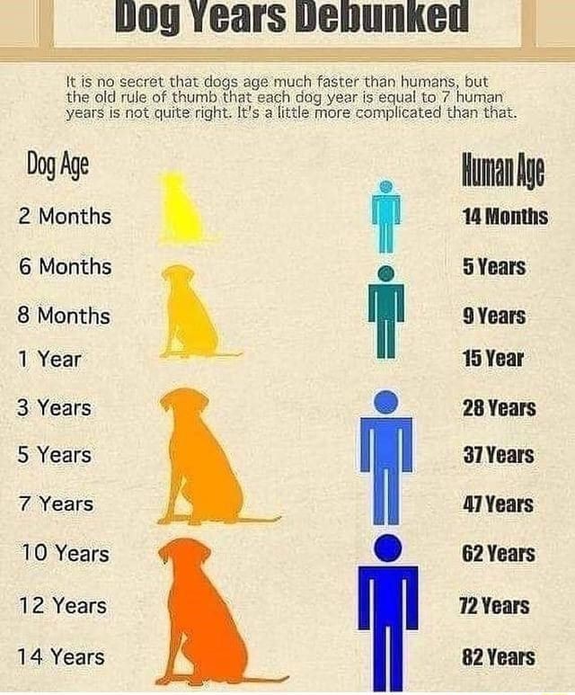 How many years is store 6 months in dog years