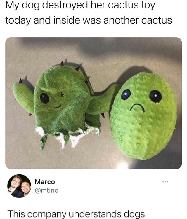 Dog toy with hot sale sad cactus inside