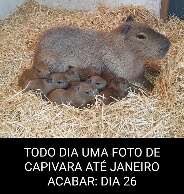 Uma capivara dormido - iFunny Brazil