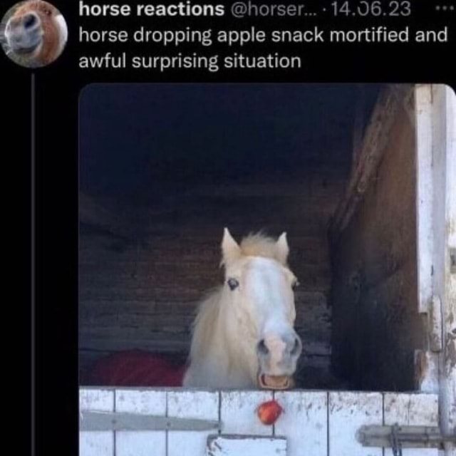 Horse reactions horse 14.06.23 horse dropping apple snack mortified