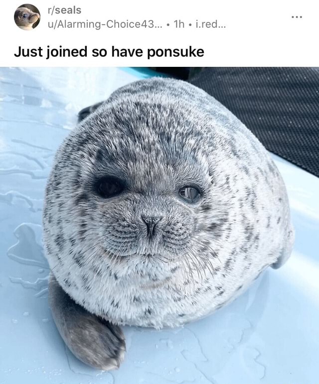Seals i.red... Just joined so have ponsuke - iFunny Brazil