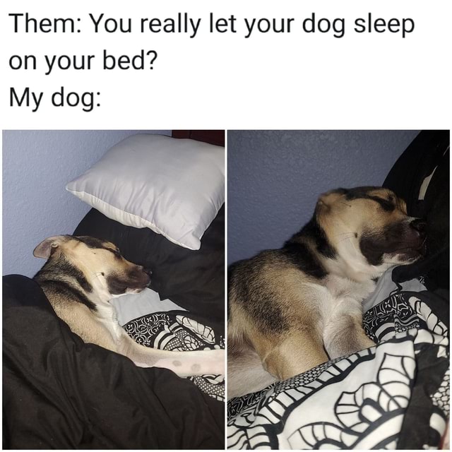 Should you let your dog sleep 2025 on your bed