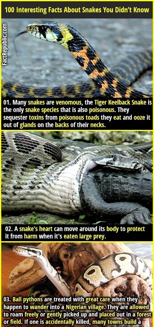 9 Freaky Facts About Snakes