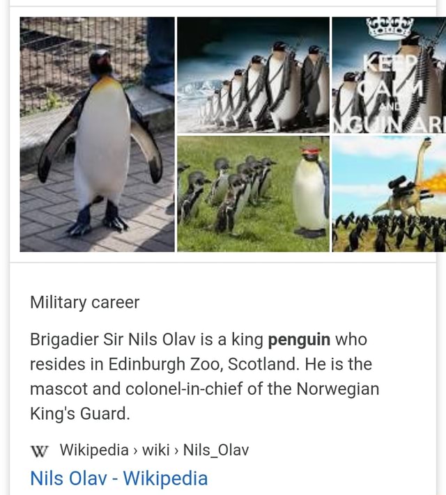 King penguin - Wikipedia